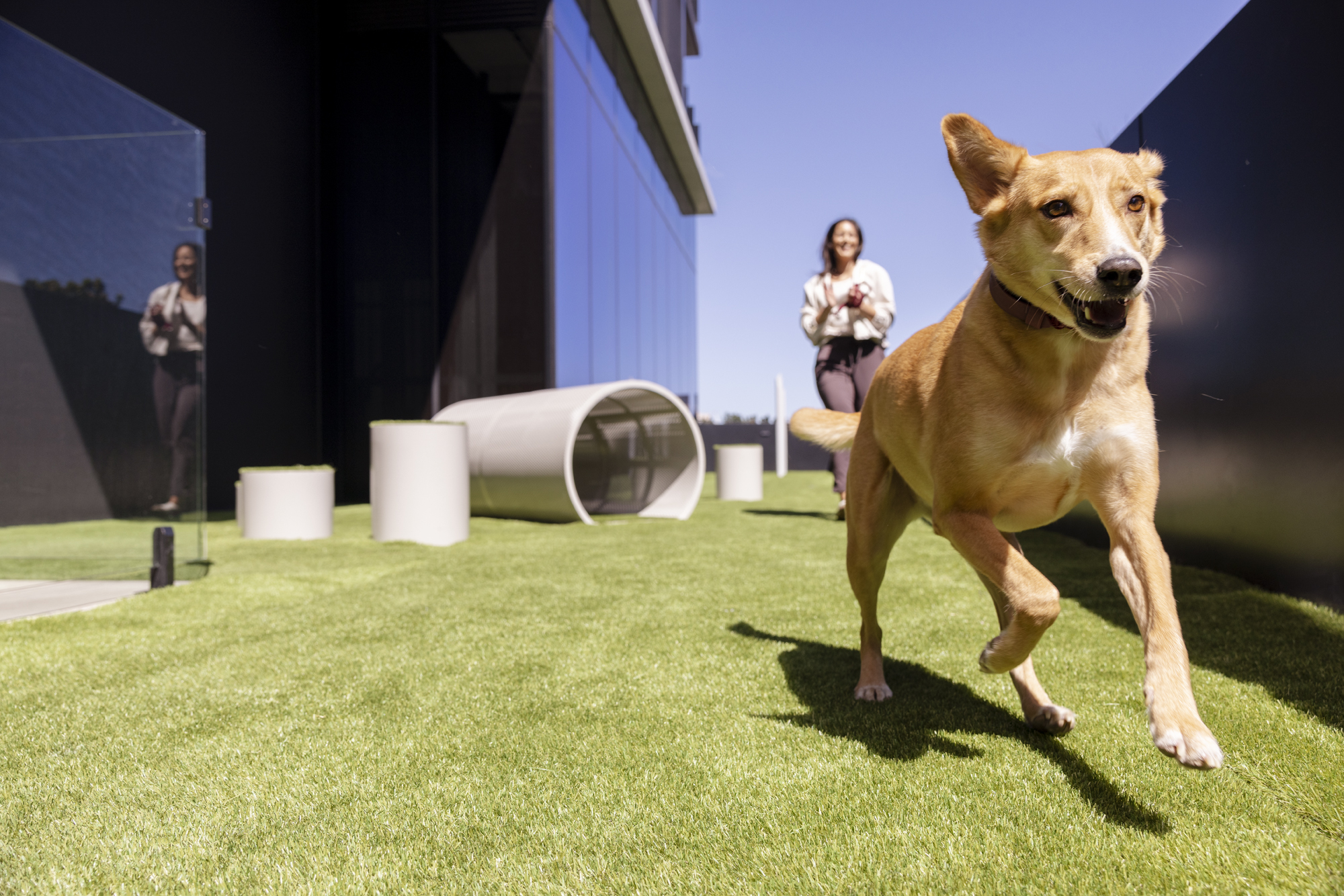 Pet-Friendly Apartment Living: 12 Tips for Happy, Healthy Pets